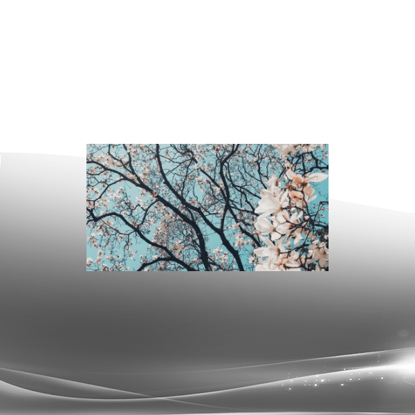 Prune Harris - Spring Energetics - Release Your Radiance