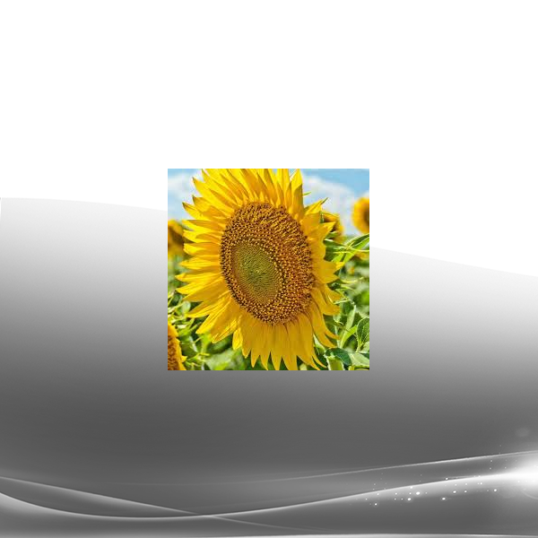 Prune Harris - Summer Energetics - Embracing Abundance
