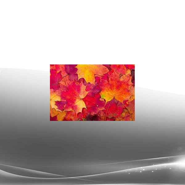 Prune Harris - Autumn Energetics - Alchemy and Transformation